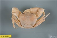 藏品(休氏聲蟹)的圖片